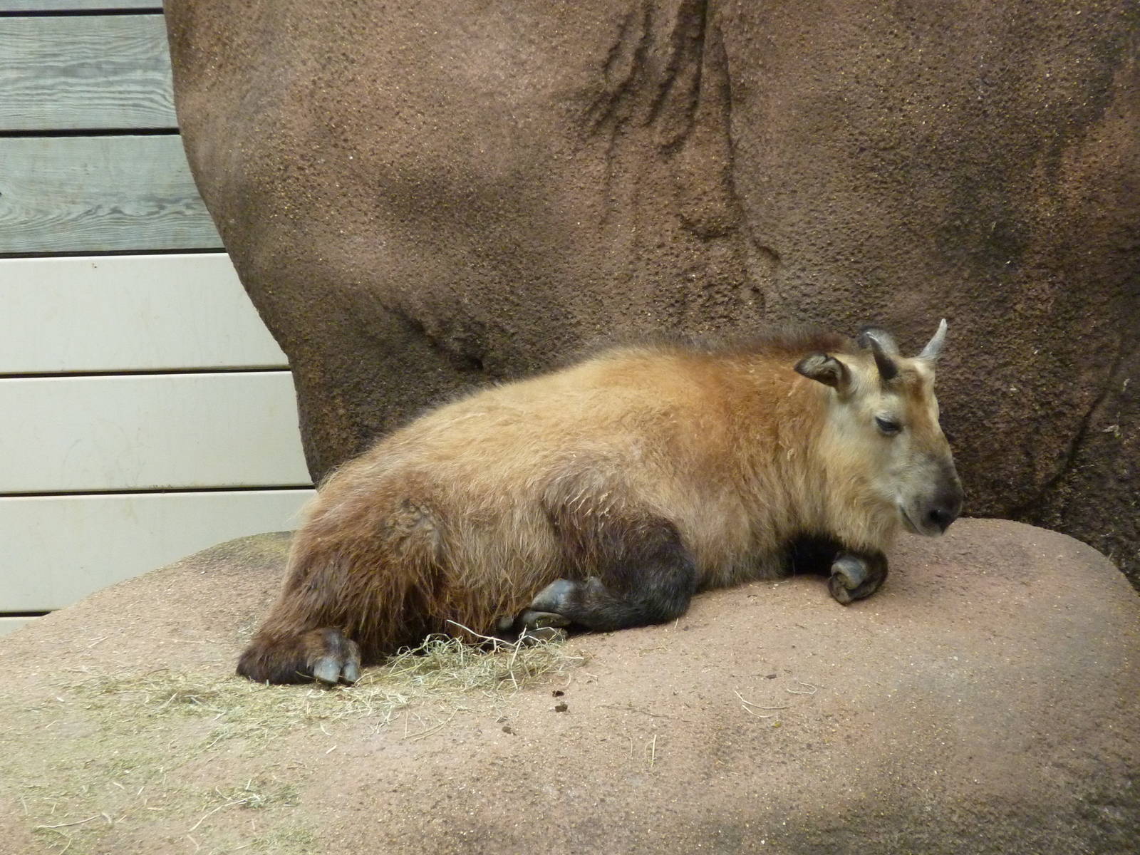 Red Rocks - Sichuan Takin