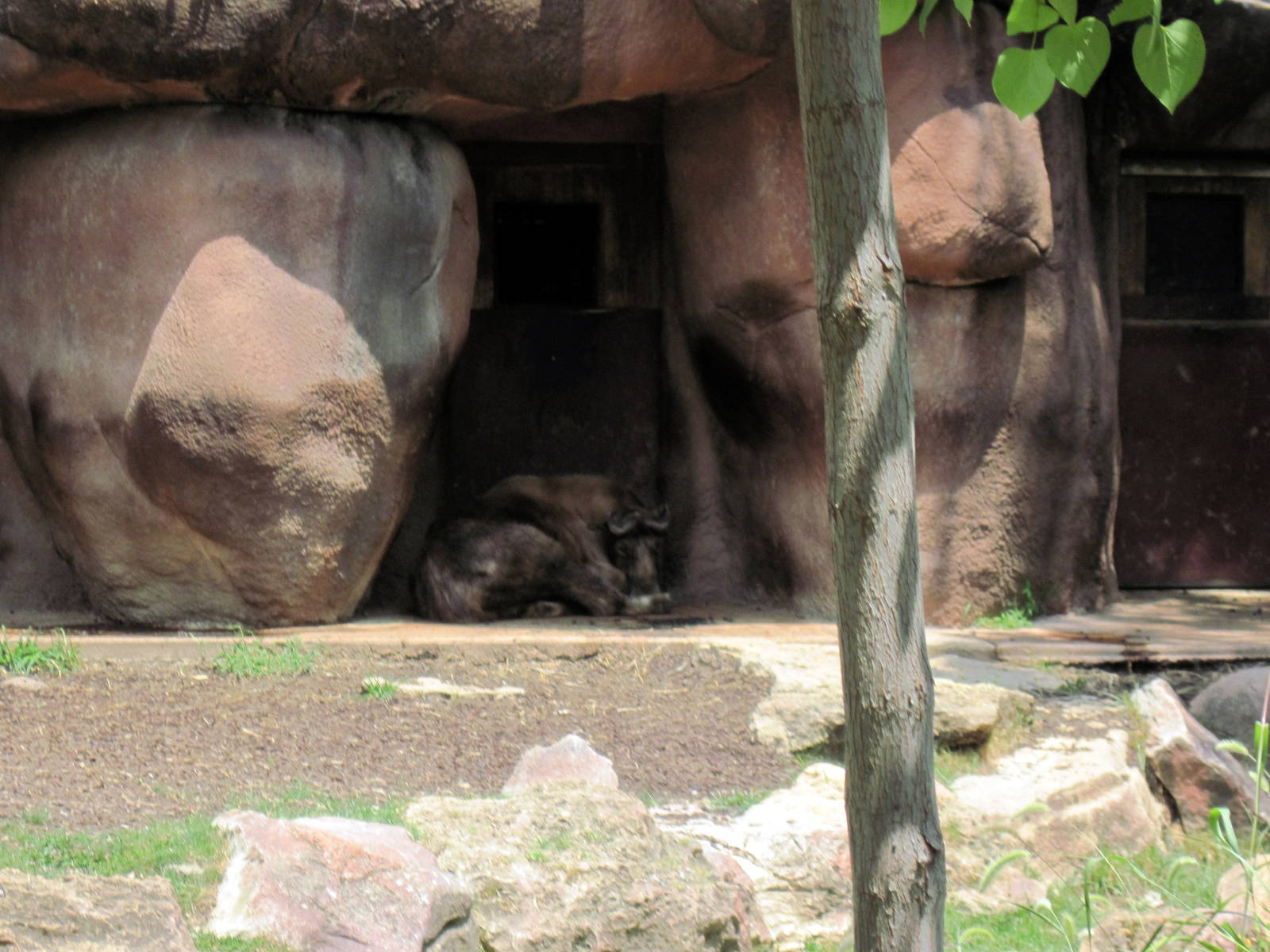 Red Rocks-Sichuan Takin