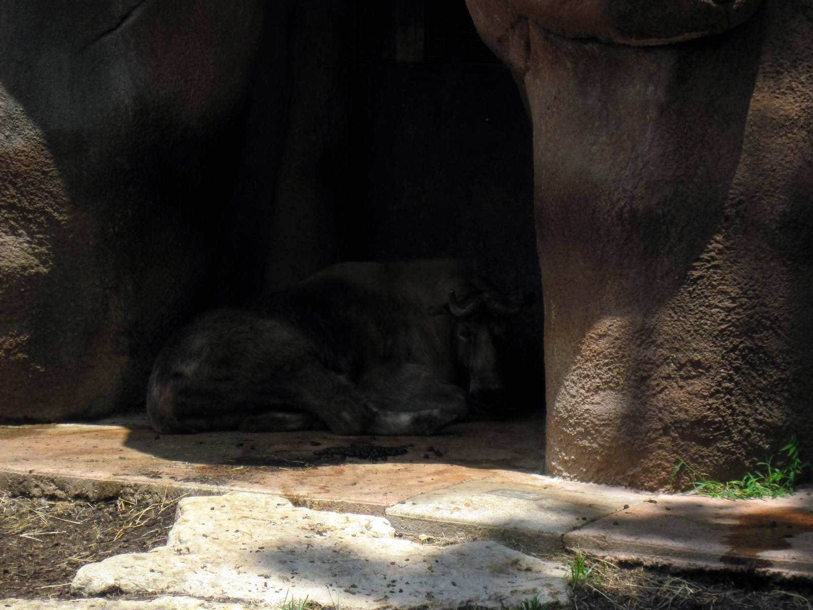 Red Rocks-Sichuan Takin