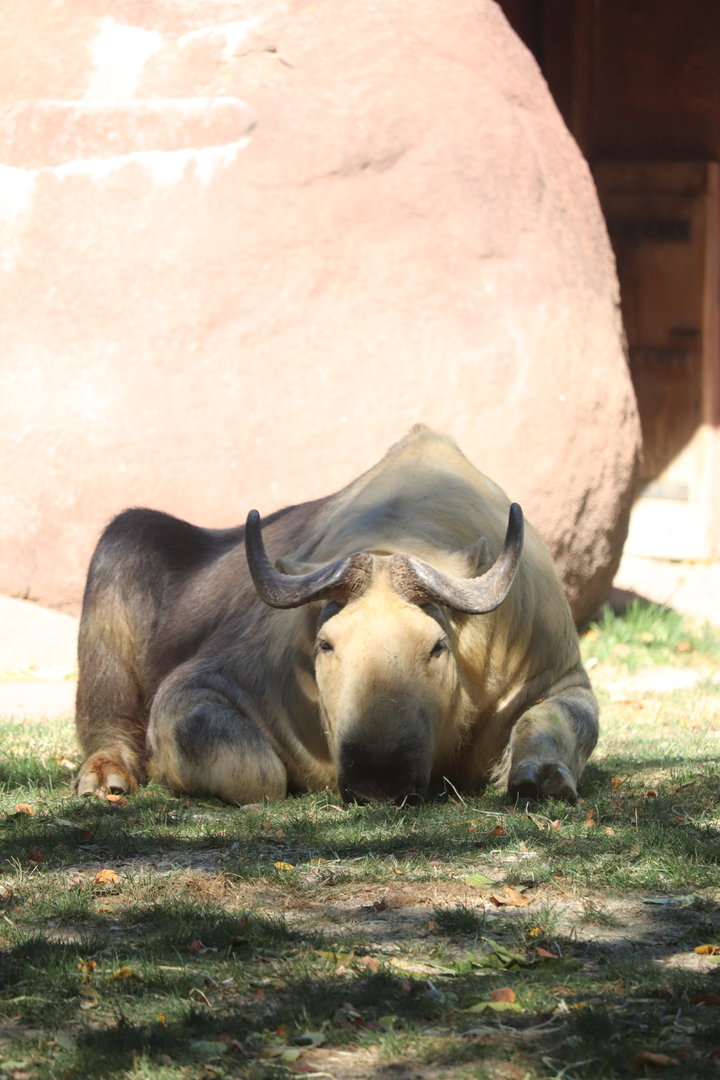 Red Rocks - Sichuan Takin