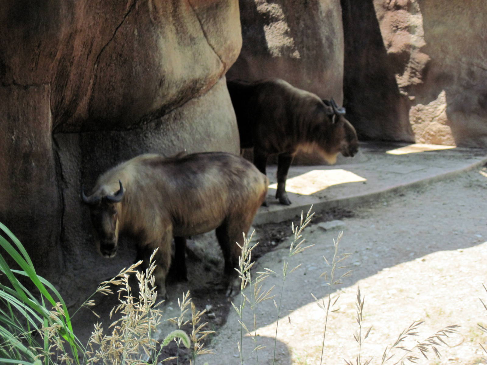 Red Rocks-Sichuan Takins