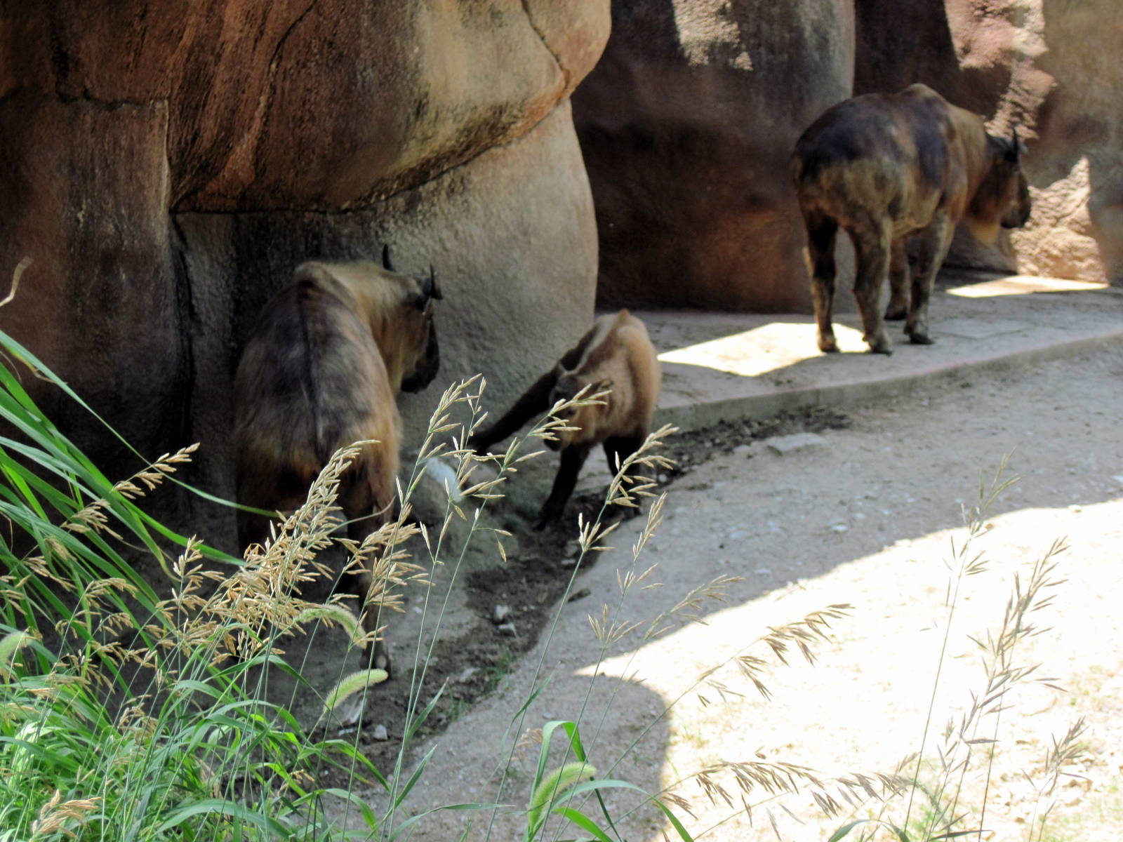 Red Rocks-Sichuan Takins