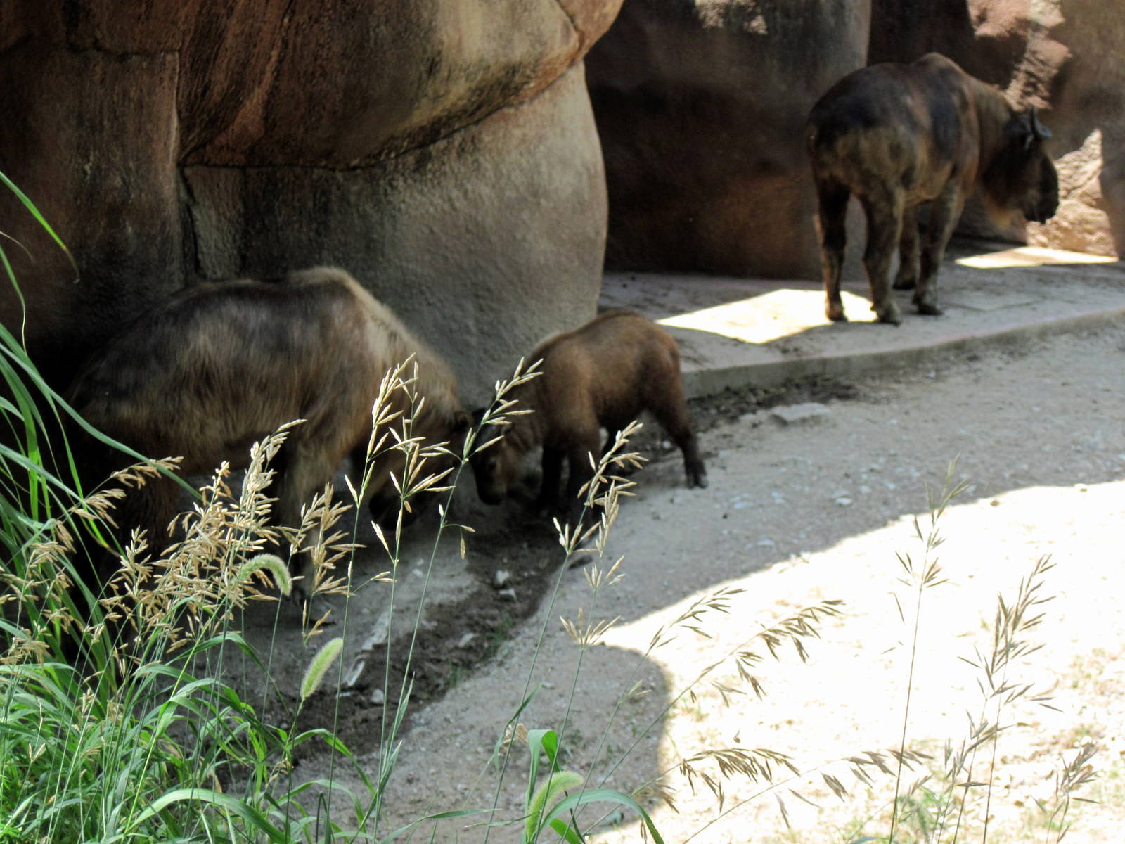 Red Rocks-Sichuan Takins