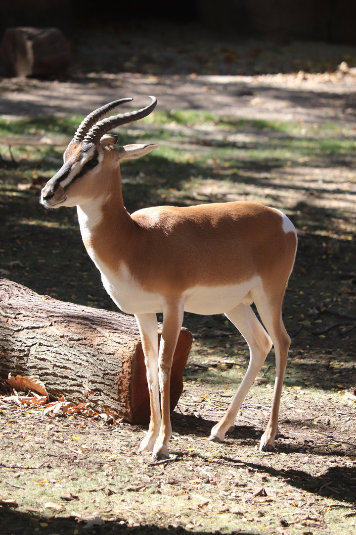 Red Rocks - Soemmerring's Gazelle