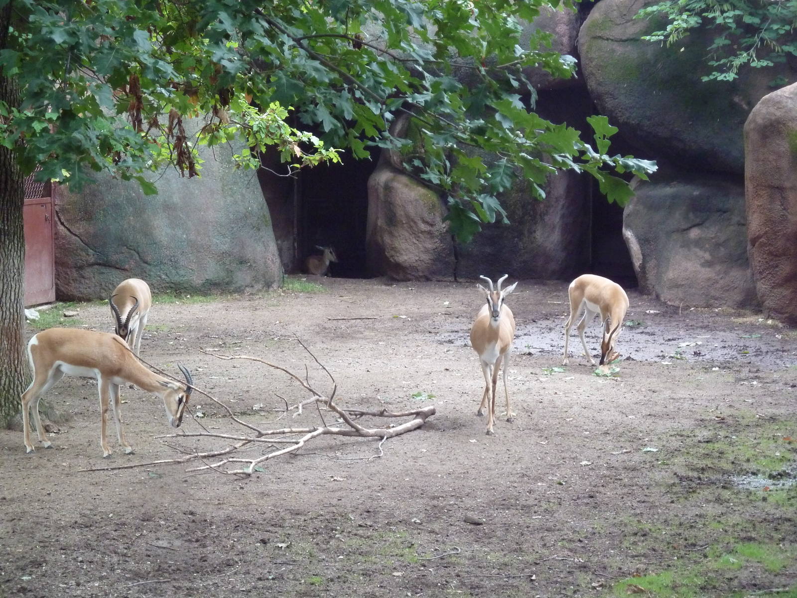 Red Rocks - Soemmerring's Gazelles