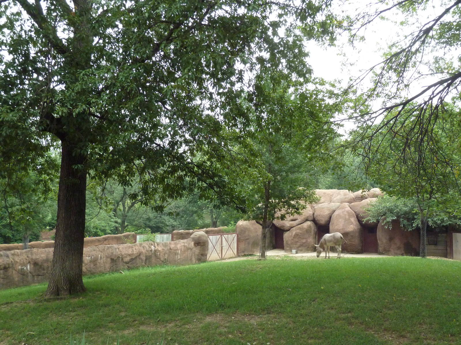Red Rocks - Somali Wild Ass Exhibit #1