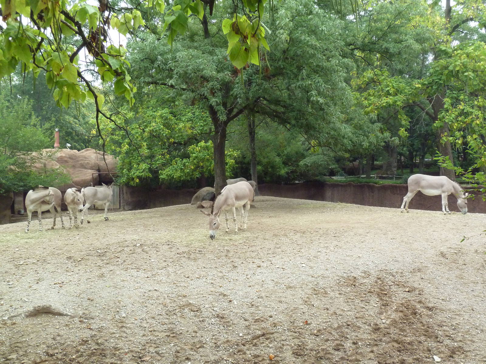 Red Rocks - Somali Wild Ass Exhibit #2