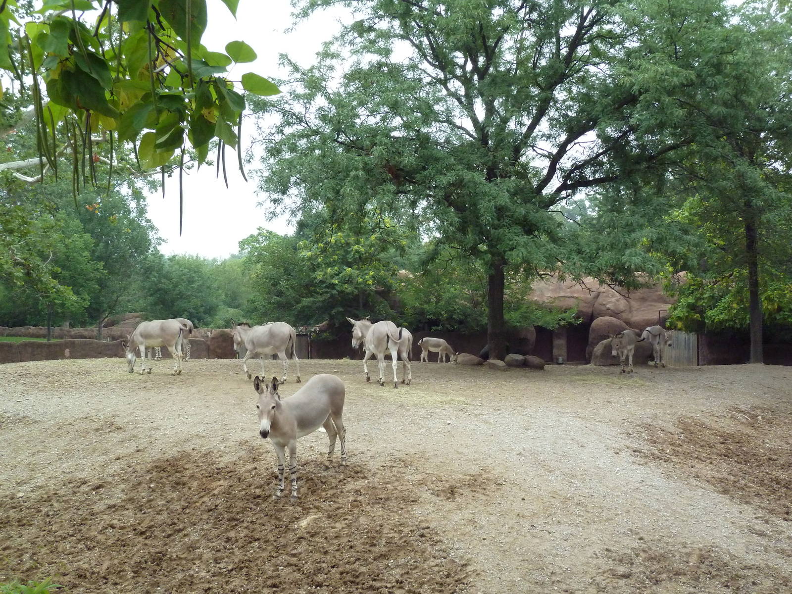 Red Rocks - Somali Wild Ass Exhibit #2