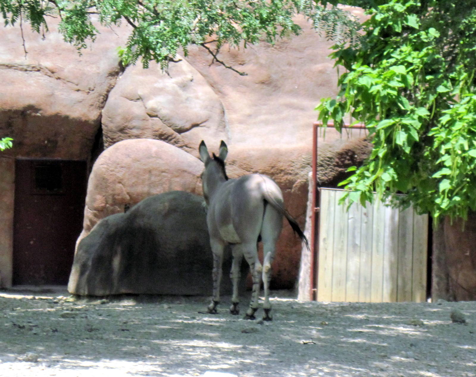 Red Rocks-Somali Wild Ass