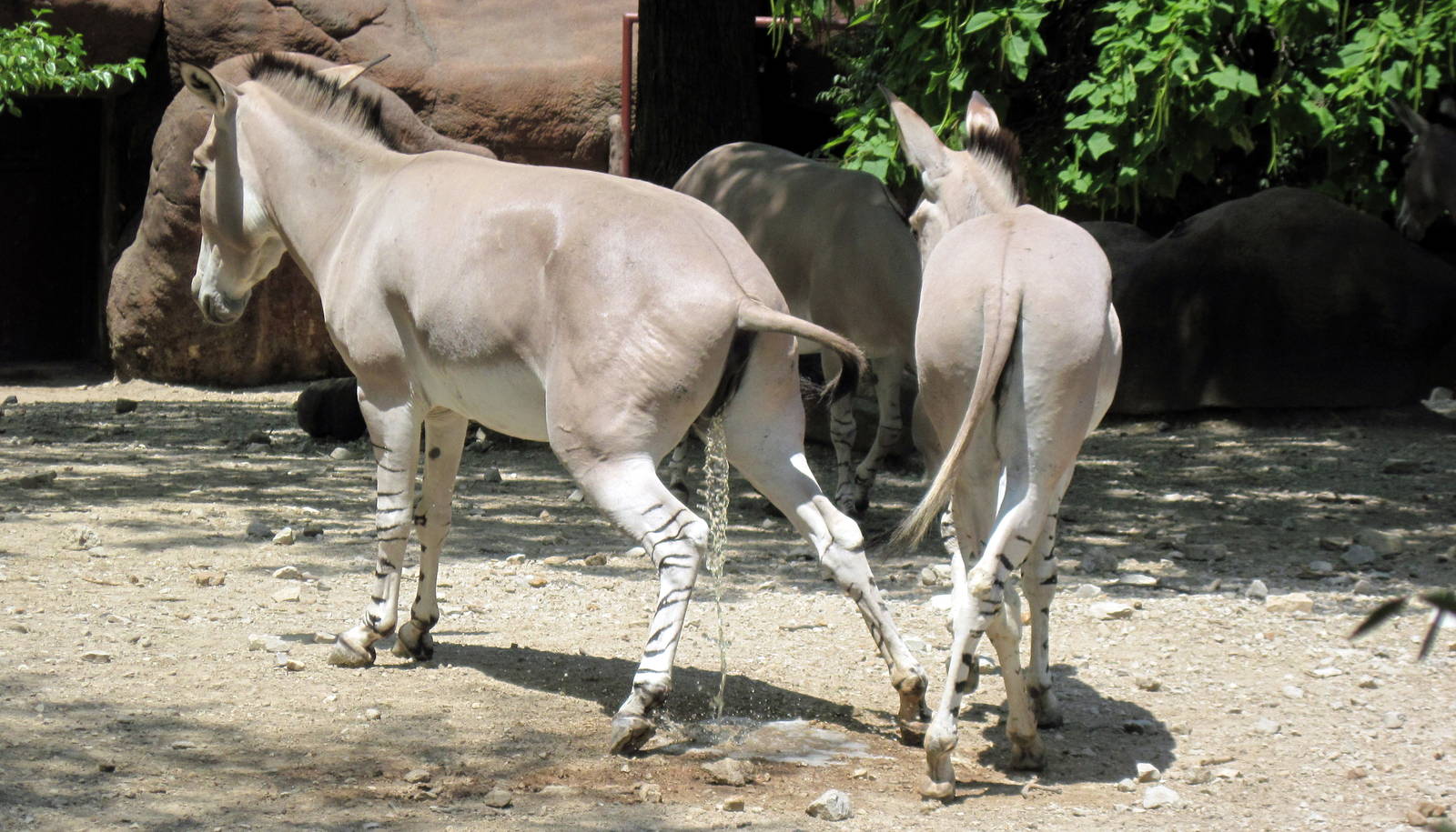 Red Rocks-Somali Wild Ass