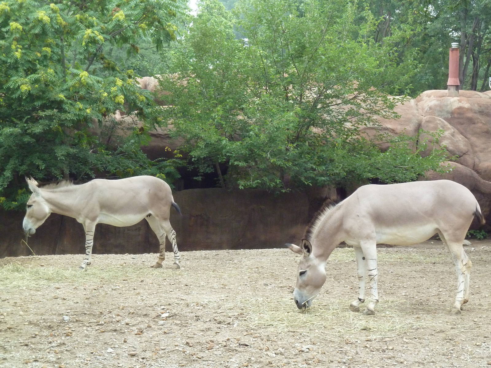 Red Rocks - Somali Wild Ass