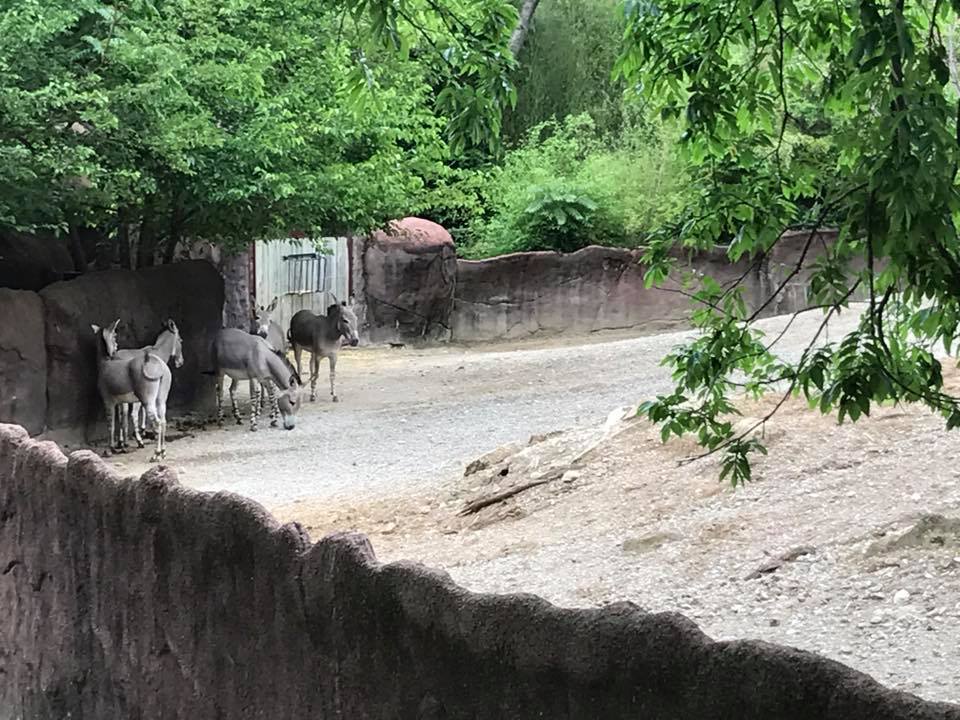 Red Rocks- Somali Wild Ass