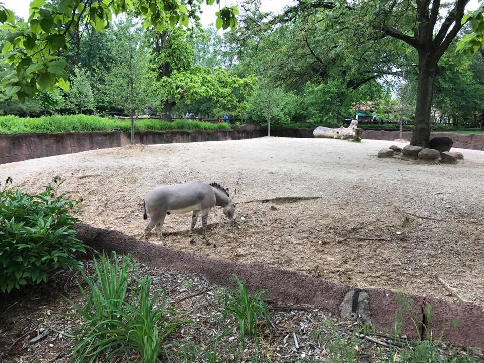 Red Rocks- Somali Wild Ass