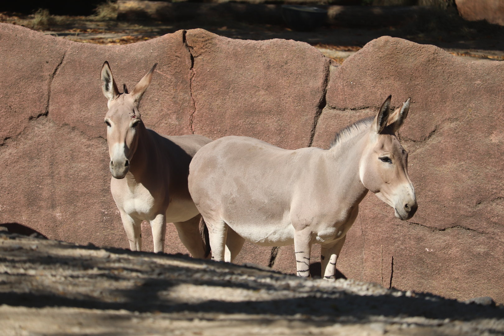 Red Rocks - Somali Wild Ass