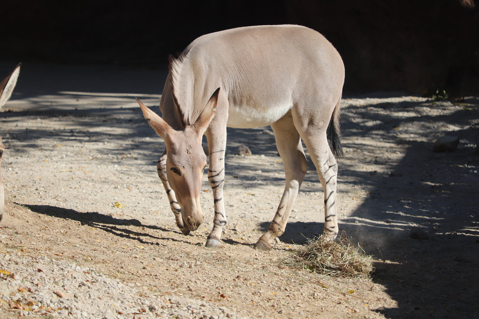 Red Rocks - Somali Wild Ass