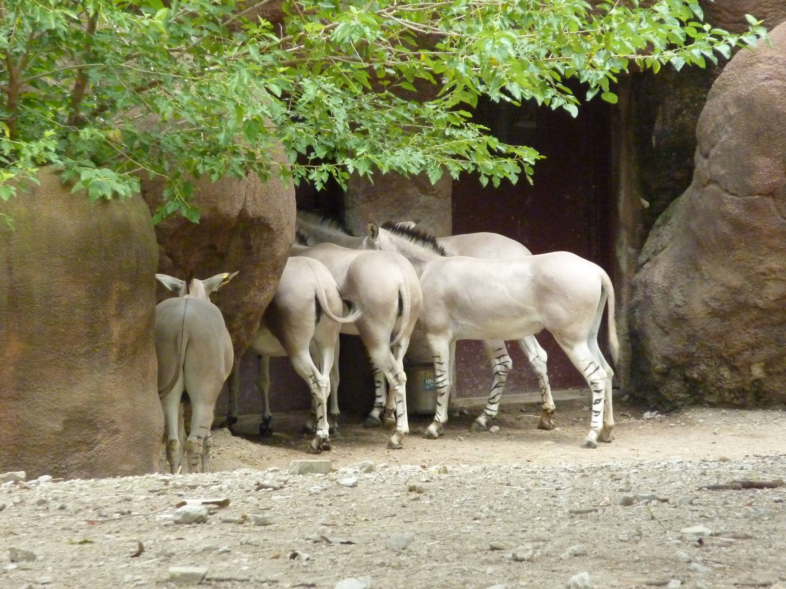 Red Rocks - Somali Wild Asses