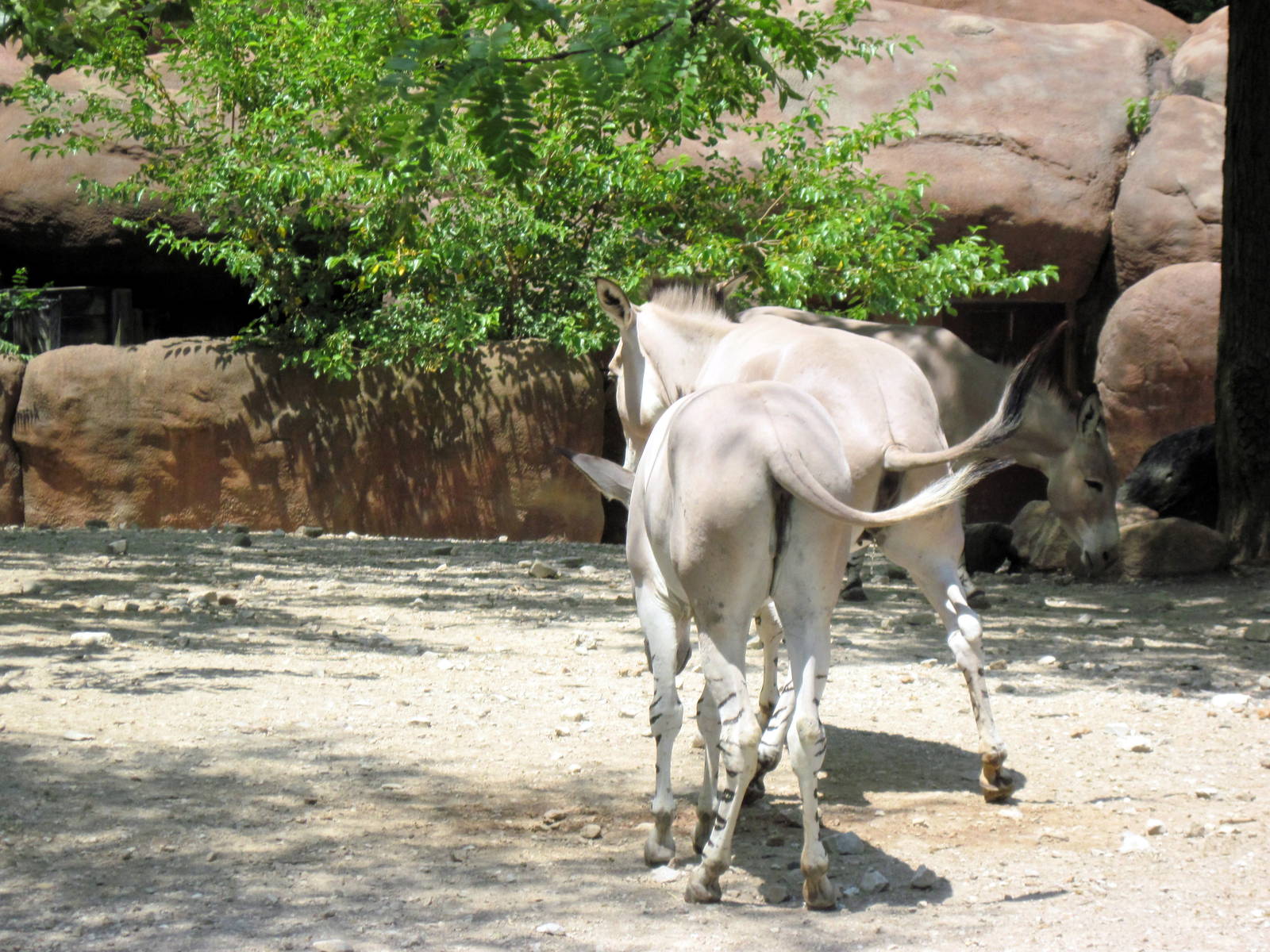Red Rocks-Somali Wild Asses