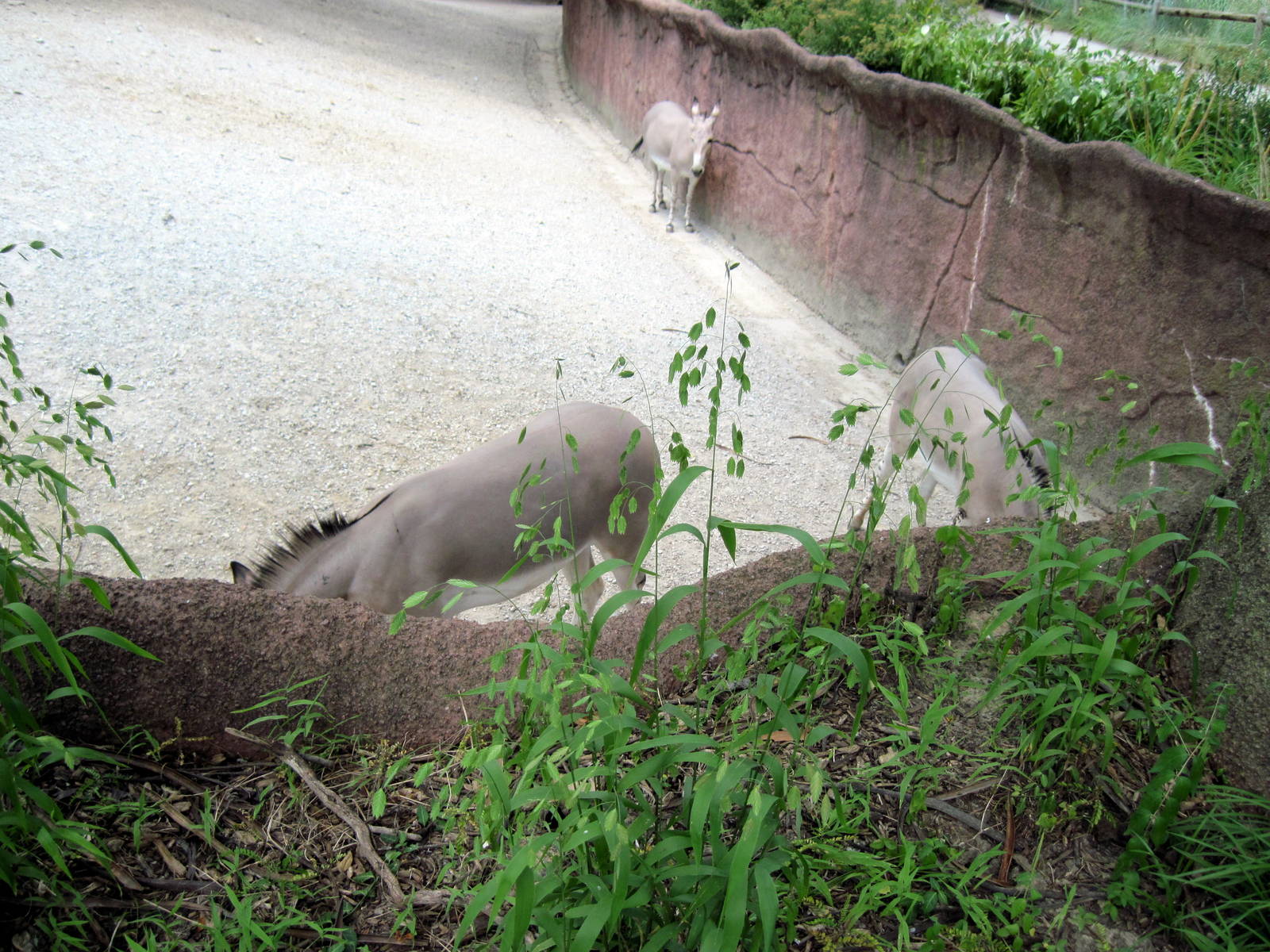 Red Rocks-Somali Wild Asses