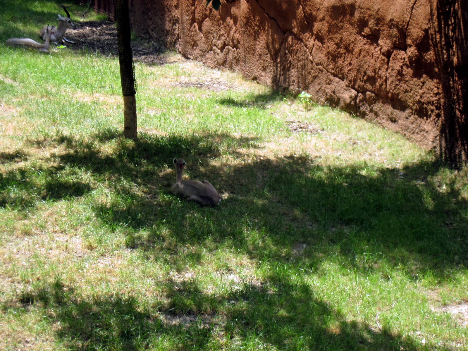 Red Rocks-Speke's Gazelle