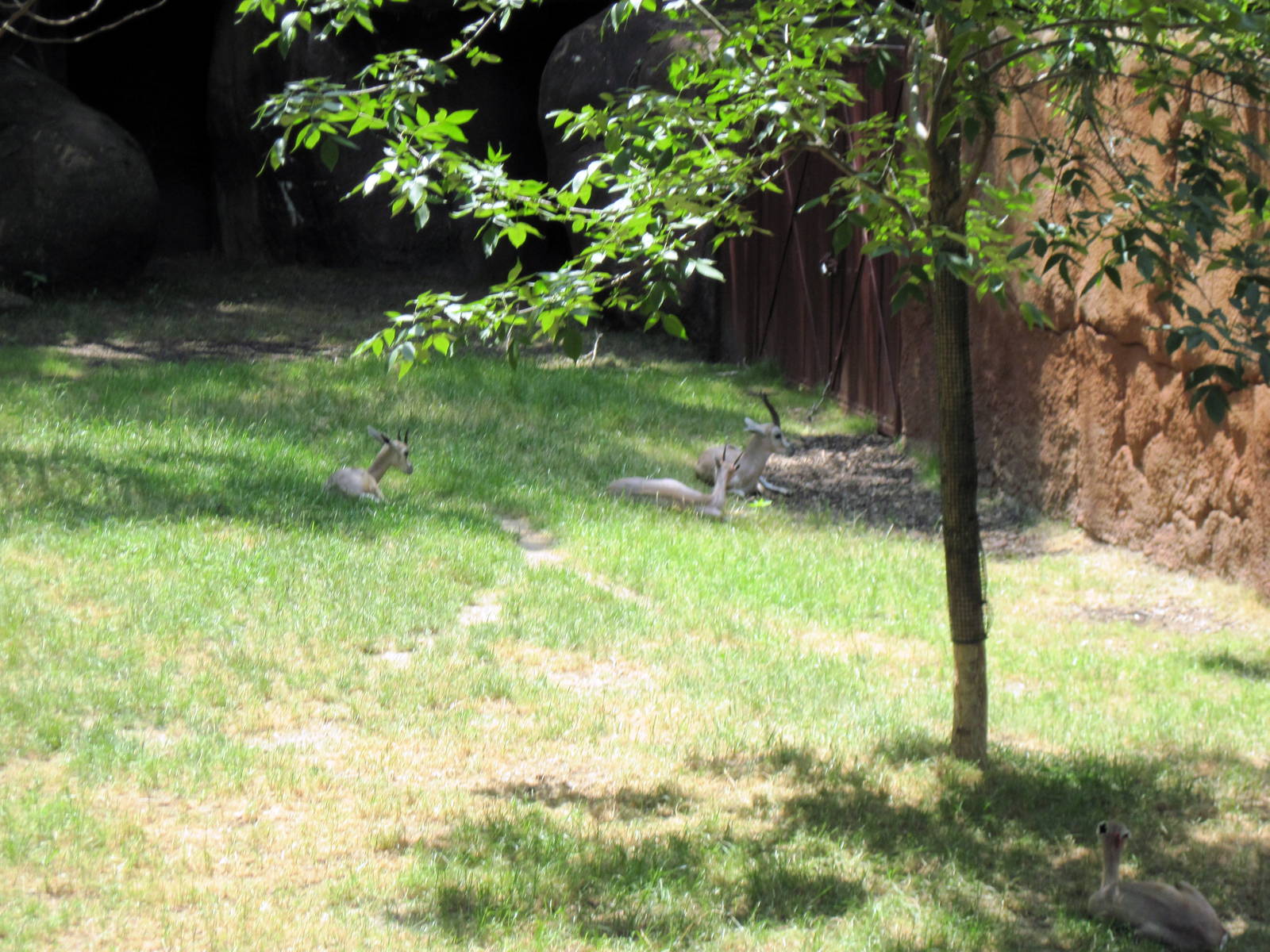 Red Rocks-Speke's Gazelle