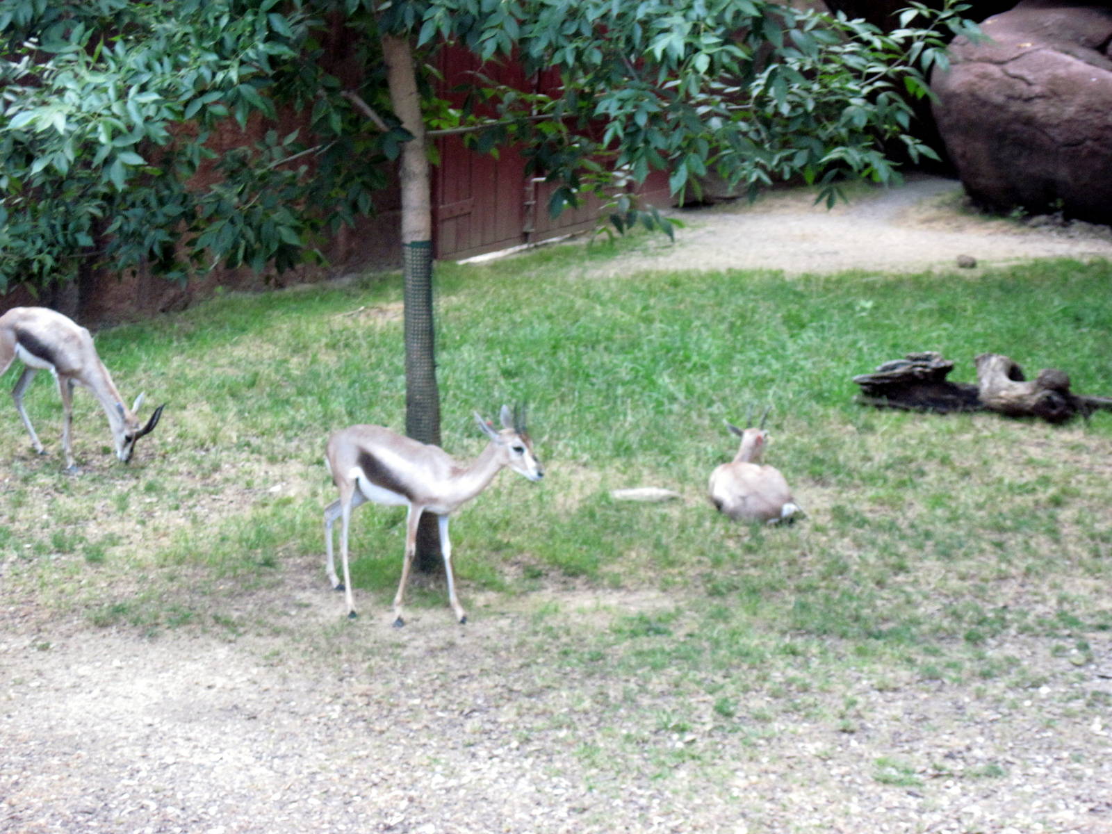 Red Rocks-Speke's Gazelle