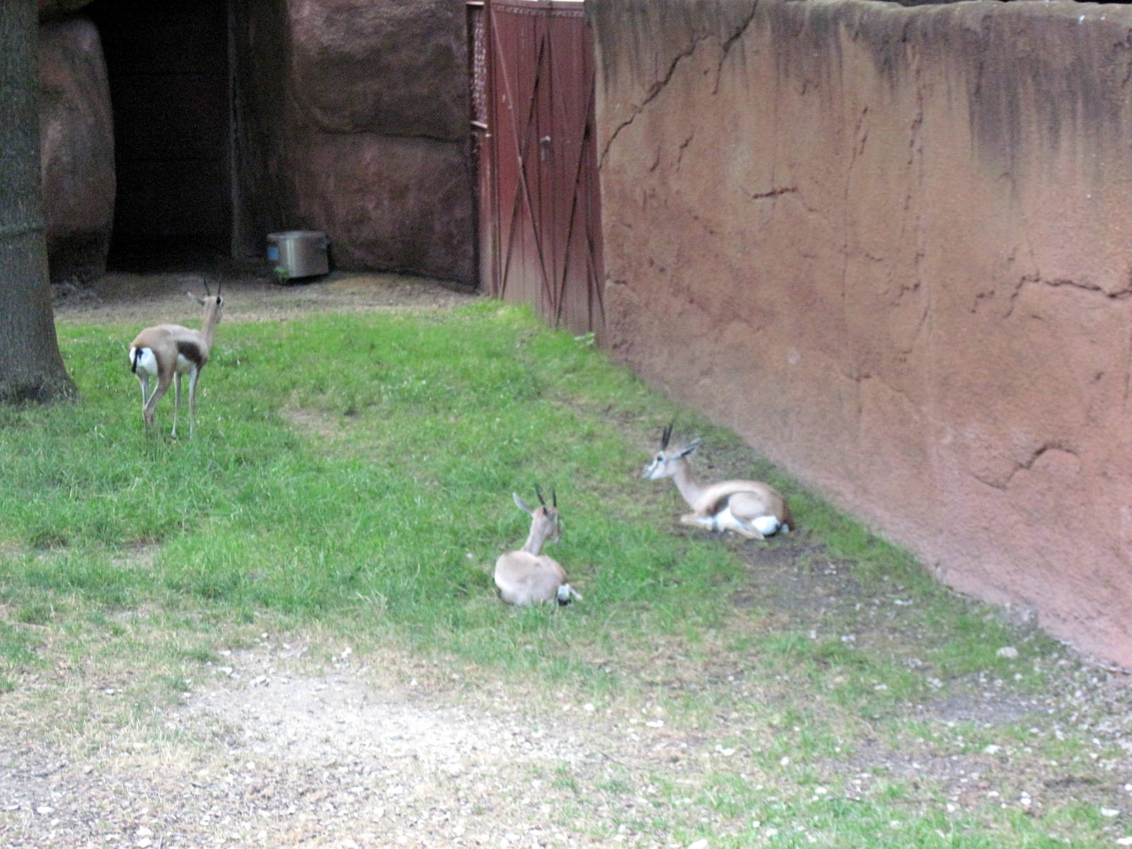 Red Rocks-Speke's Gazelle