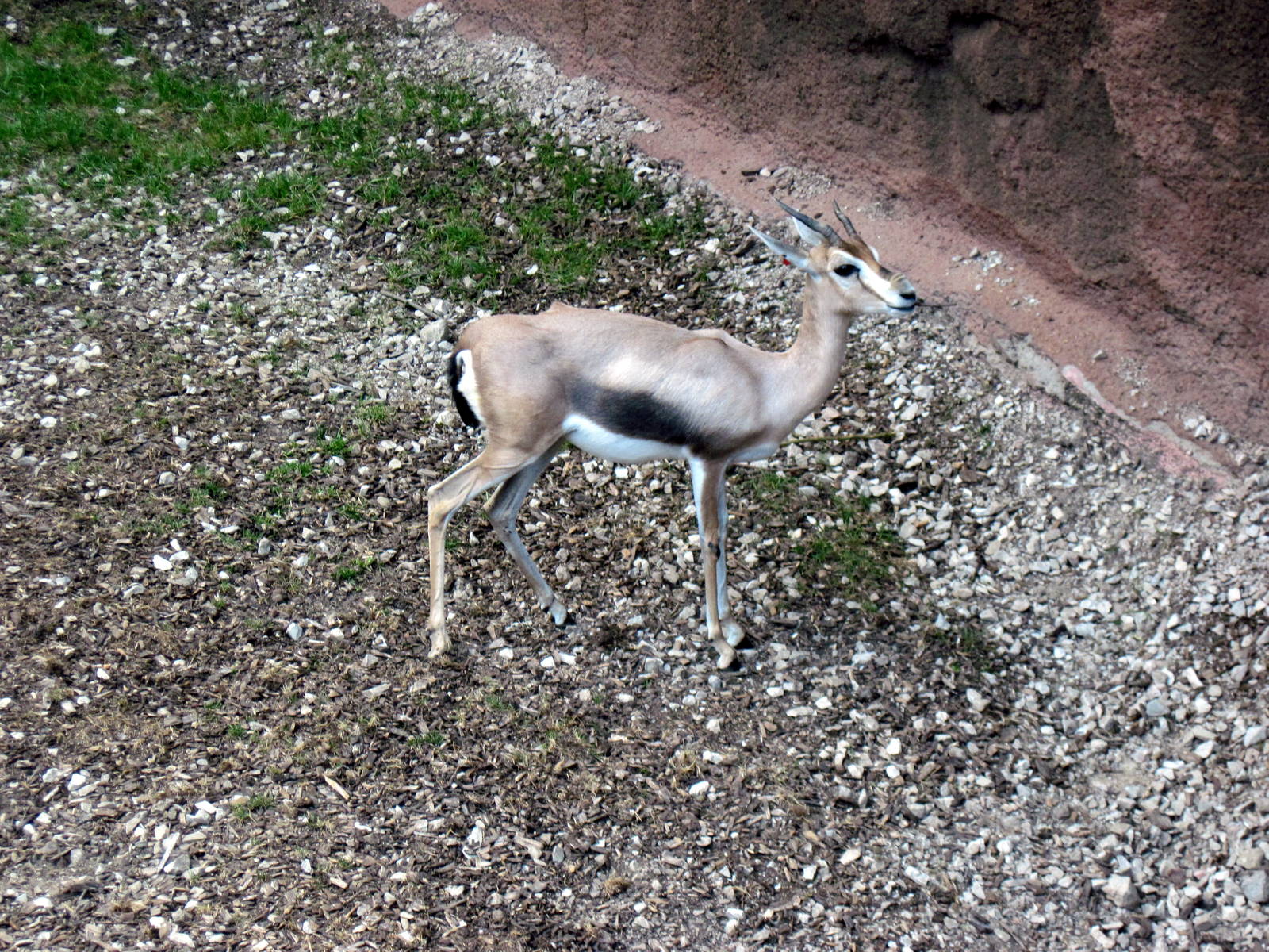 Red Rocks-Speke's Gazelle