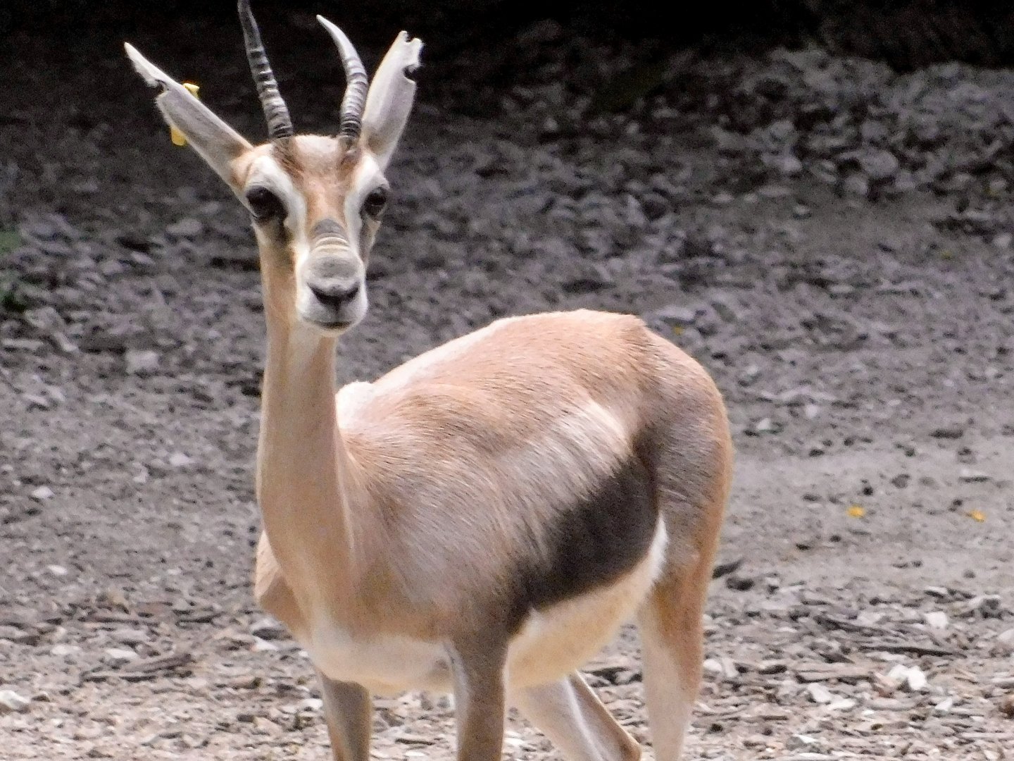 Red Rocks- Speke’s Gazelle