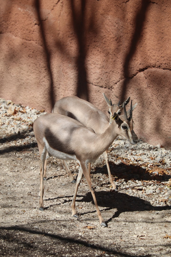 Red Rocks - Speke's Gazelle
