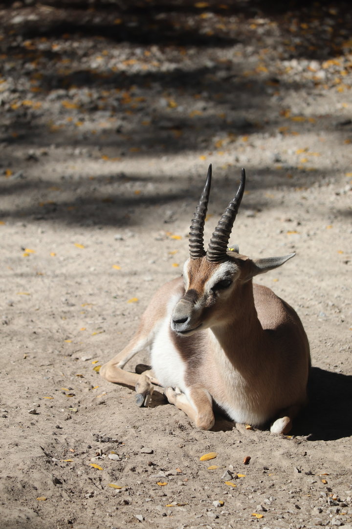 Red Rocks - Speke's Gazelle