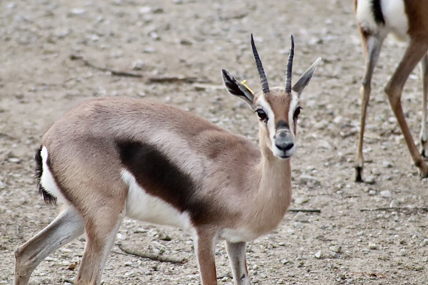 Red Rocks - Speke's Gazelle