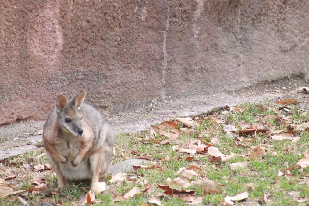 Red Rocks - Tammar Wallaby