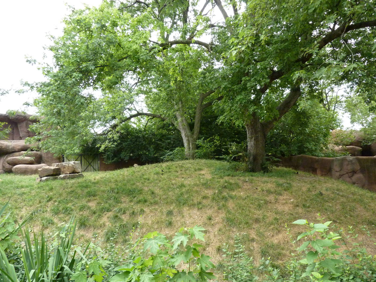 Red Rocks - Transcaspian Urial Exhibit