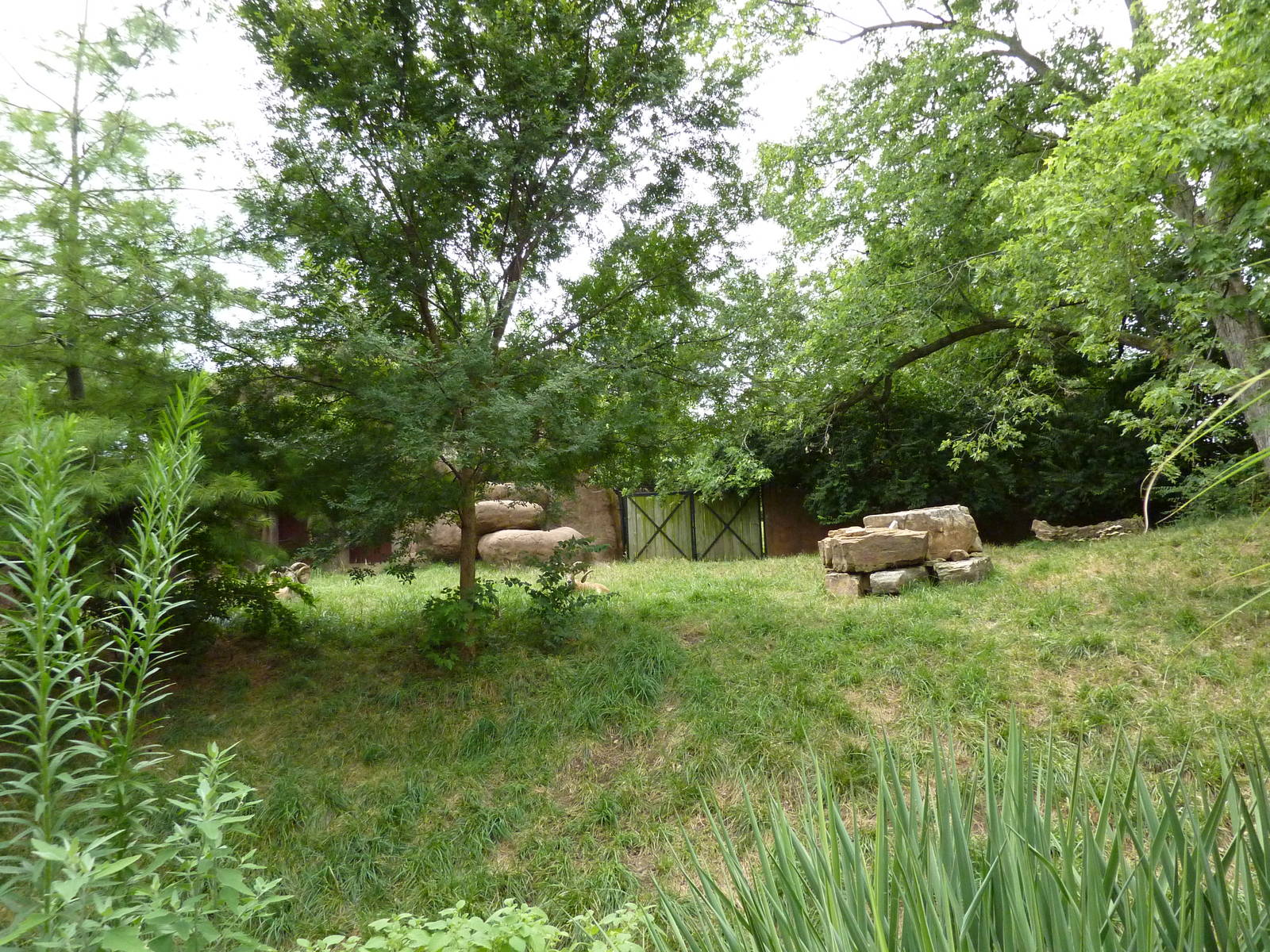 Red Rocks - Transcaspian Urial Exhibit