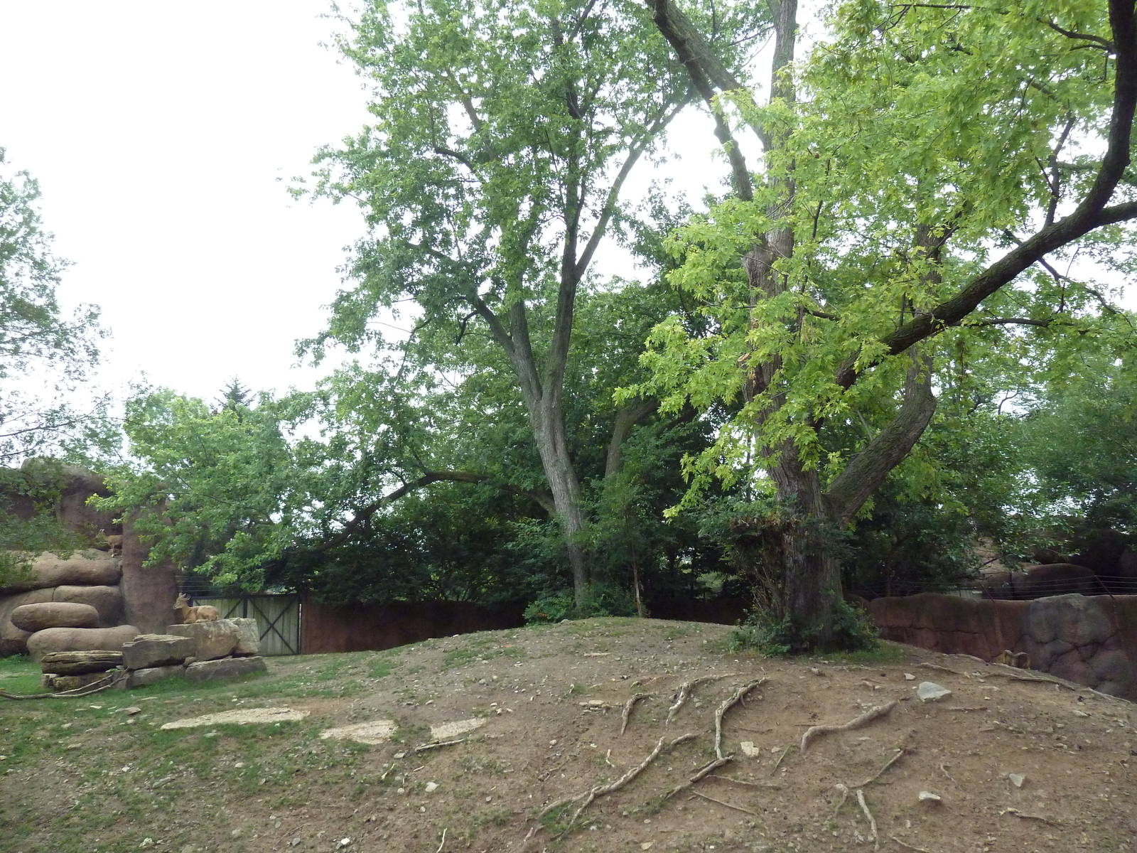 Red Rocks - Transcaspian Urial Exhibit