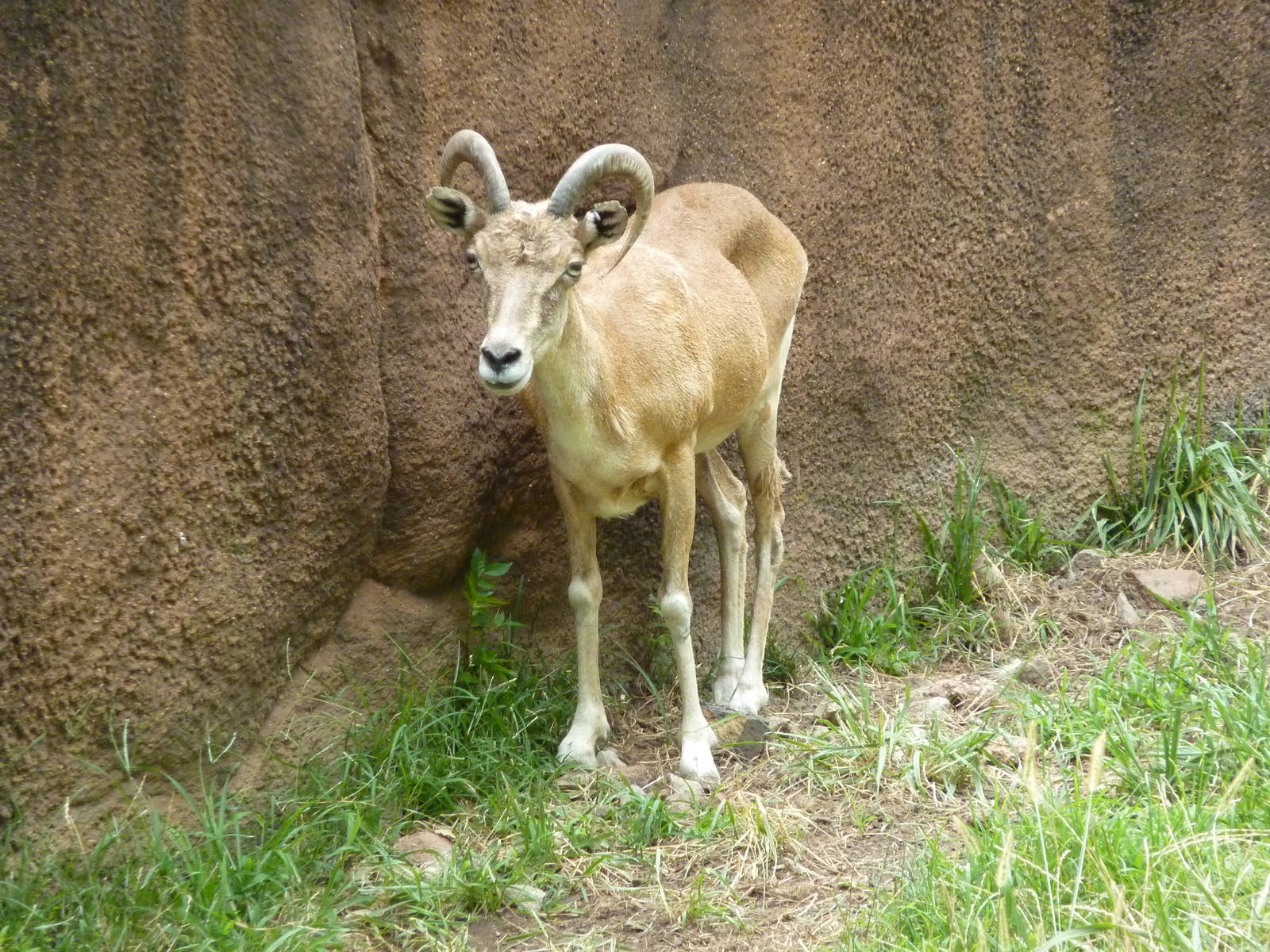 Red Rocks - Transcaspian Urial