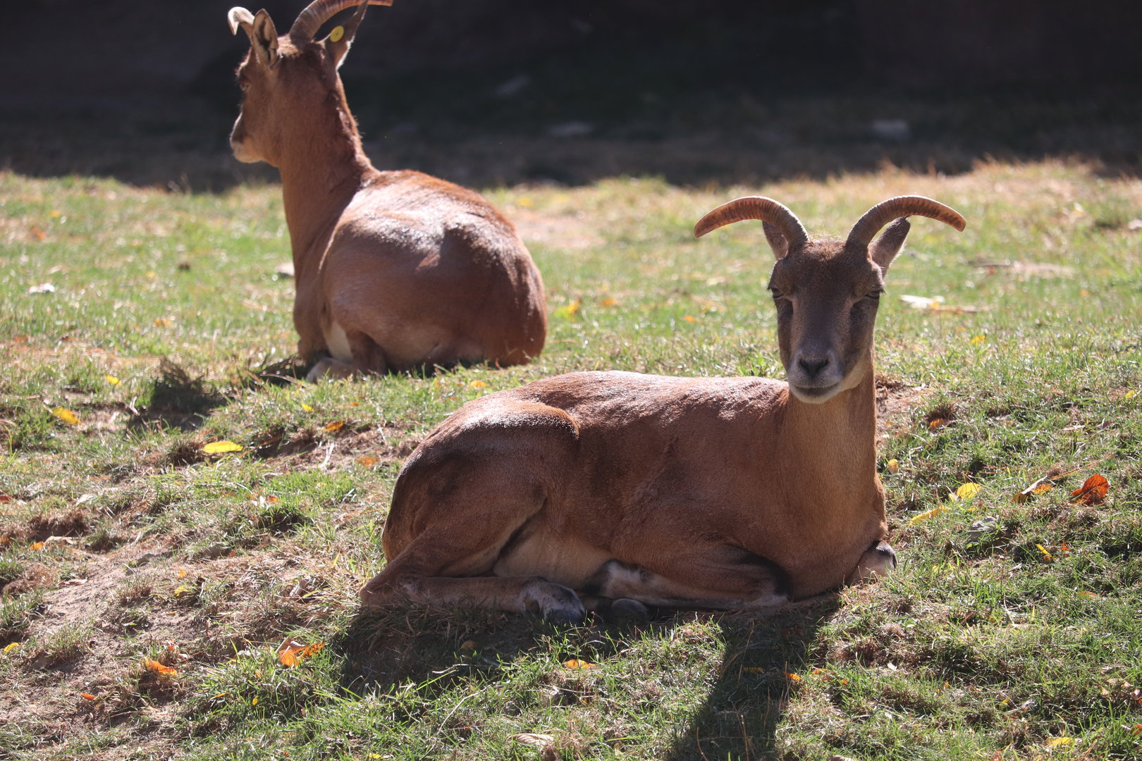 Red Rocks - Transcaspian Urial