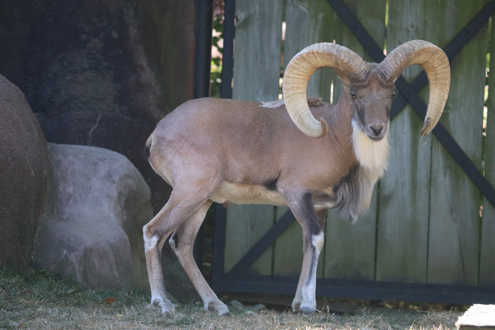 Red Rocks - Transcaspian Urial