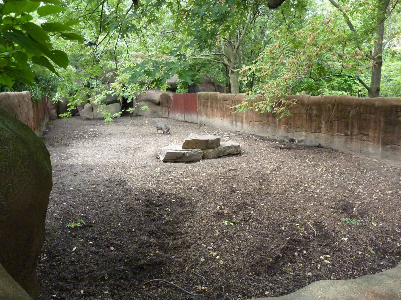 Red Rocks - Visayan Warty Pig Exhibit