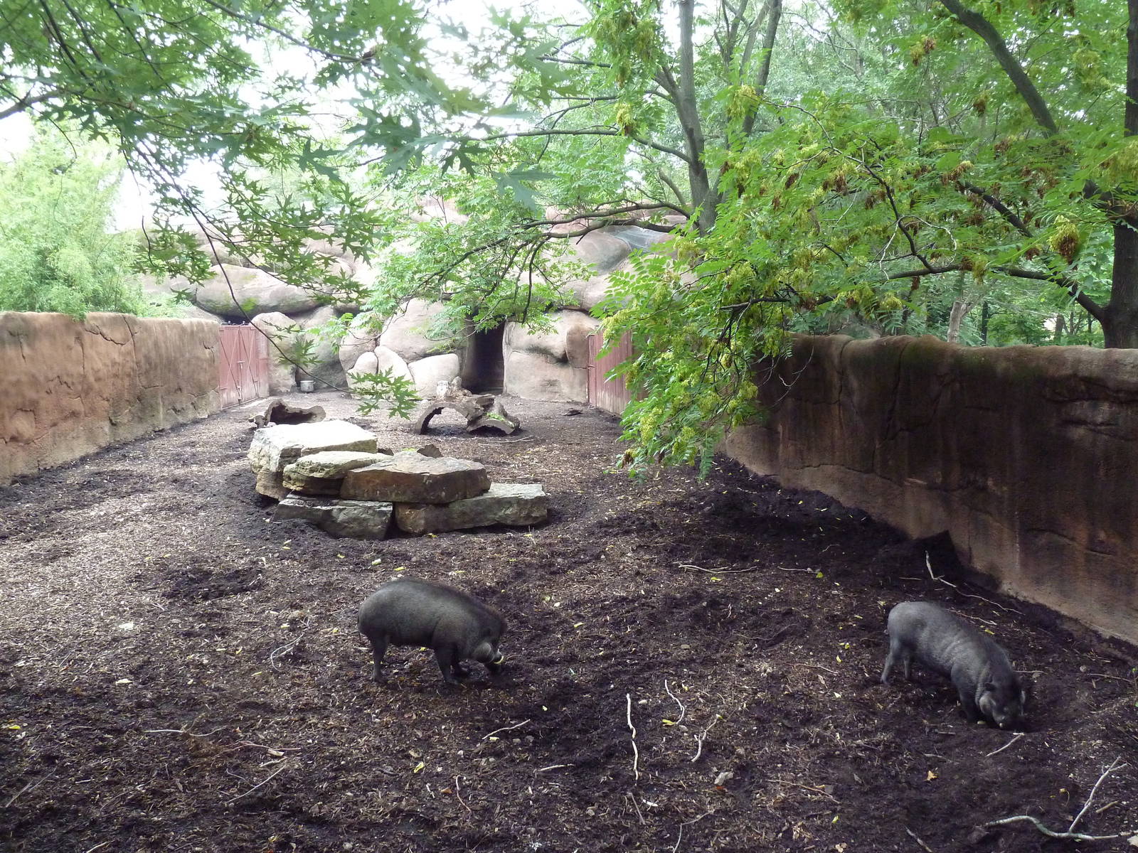 Red Rocks - Visayan Warty Pig Exhibit