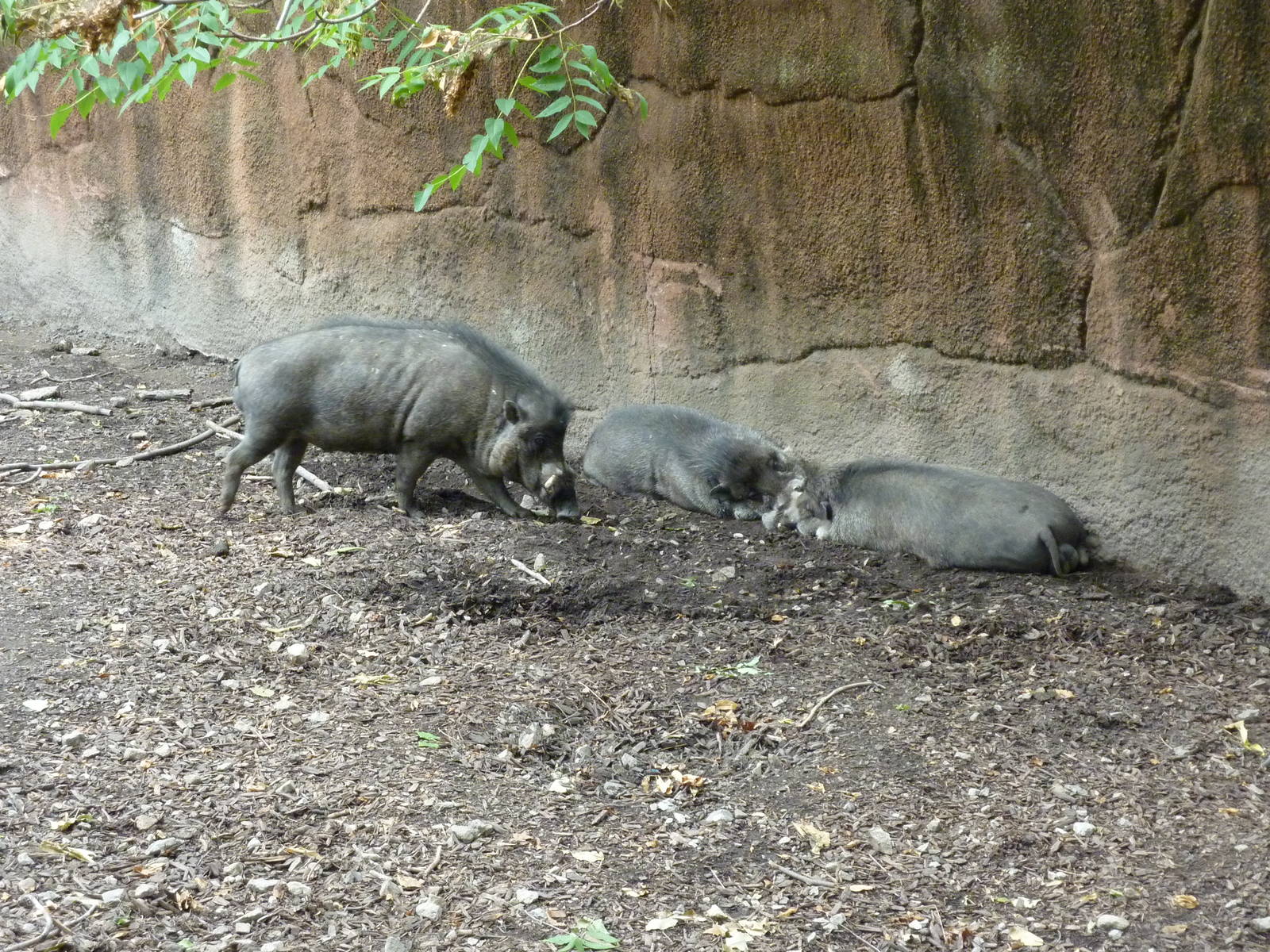 Red Rocks - Visayan Warty Pigs