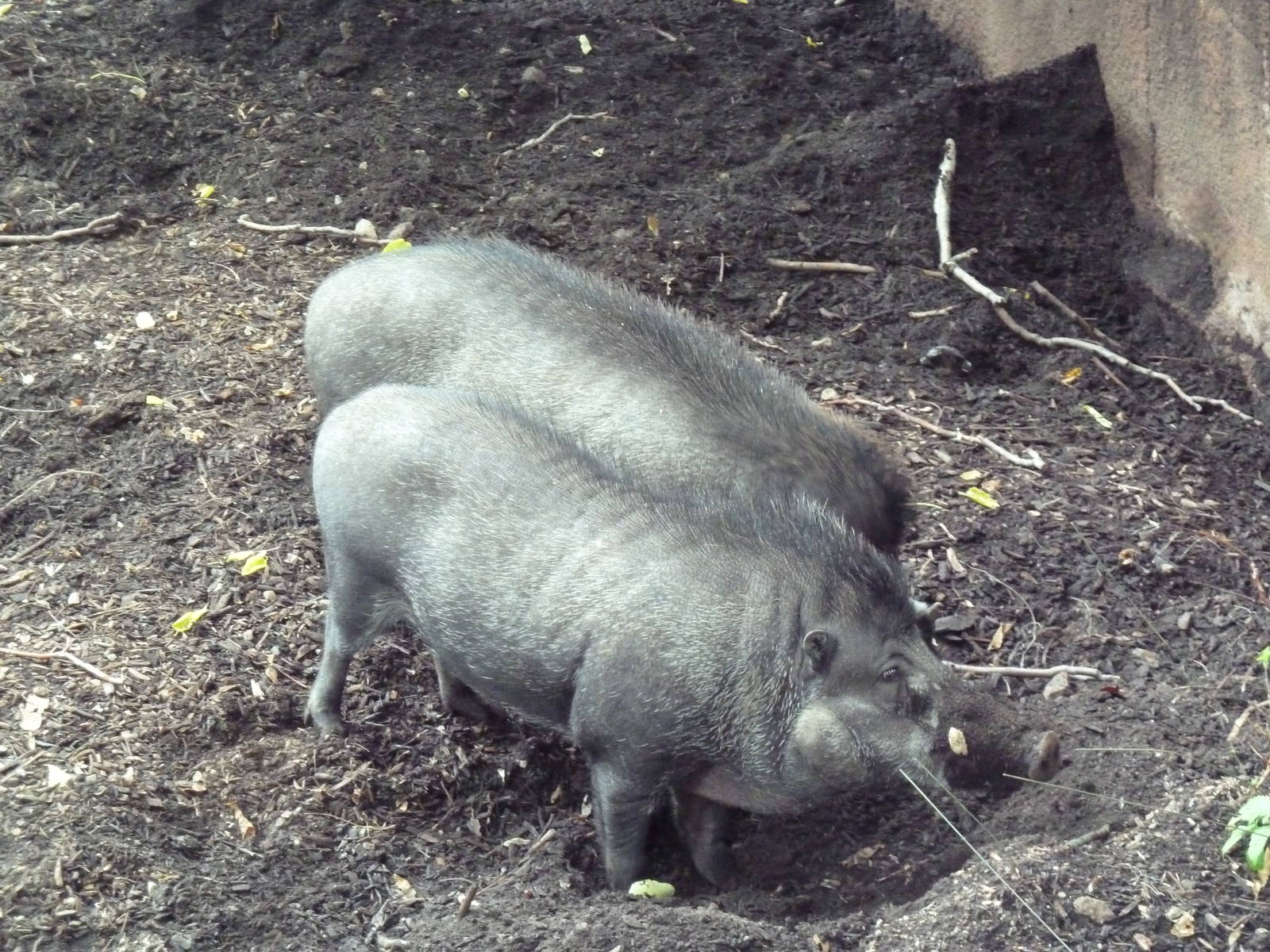 Red Rocks - Visayan Warty Pigs
