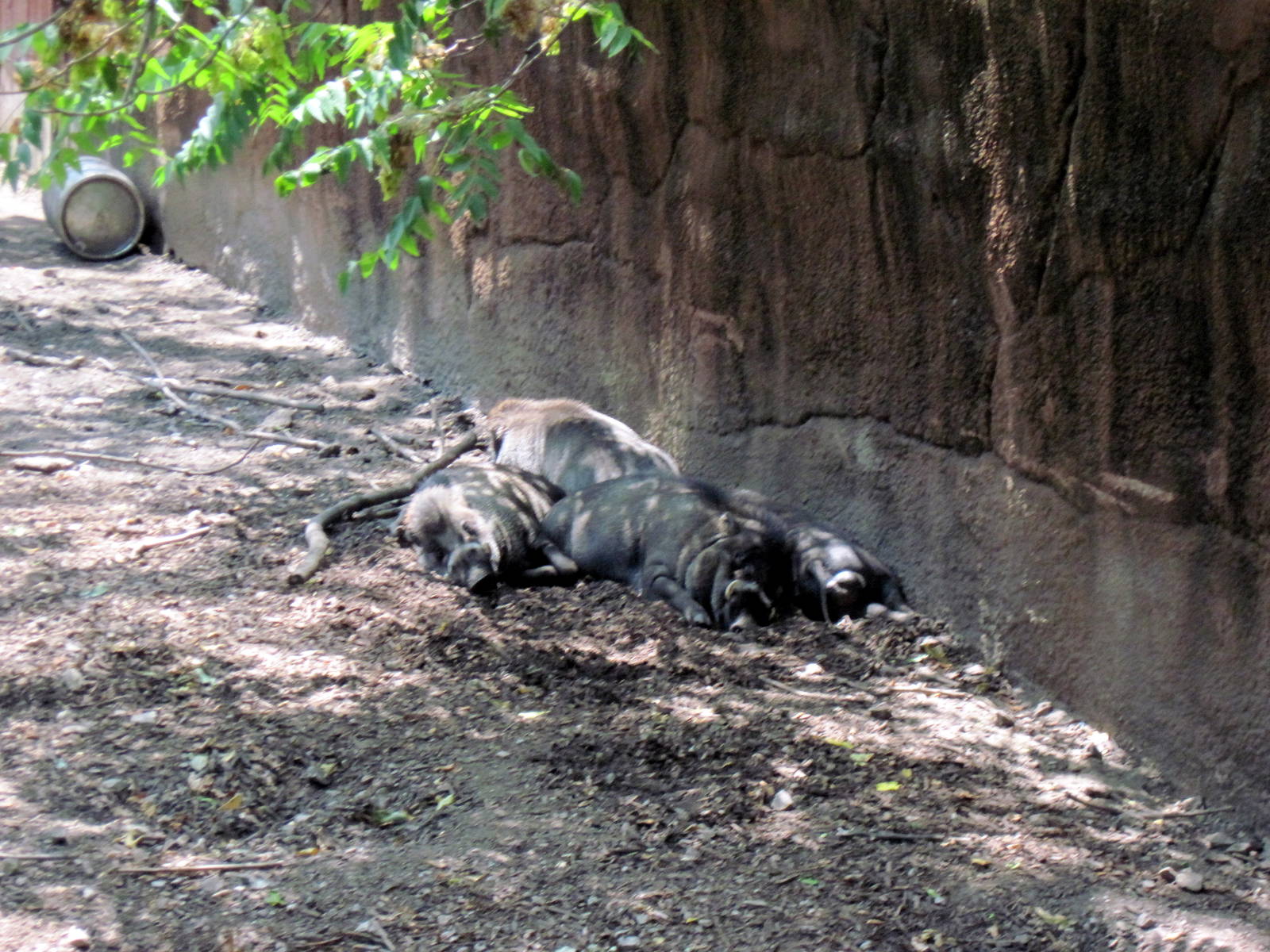 Red Rocks-Warty Pigs