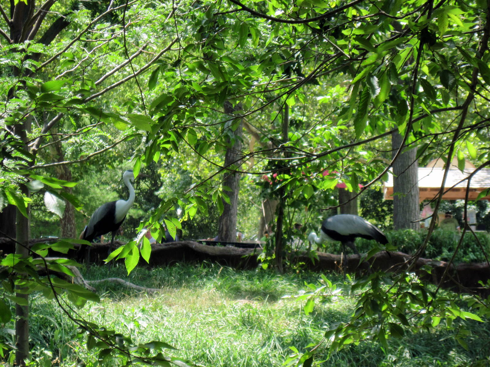 Red Rocks-Wattled Cranes