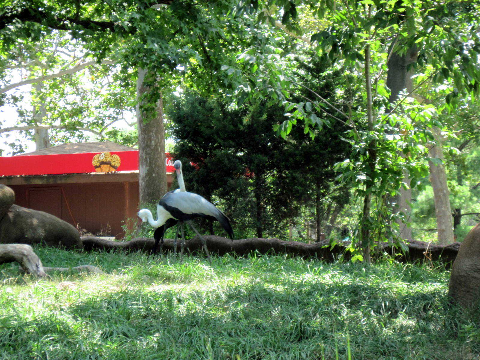 Red Rocks-Wattled Cranes