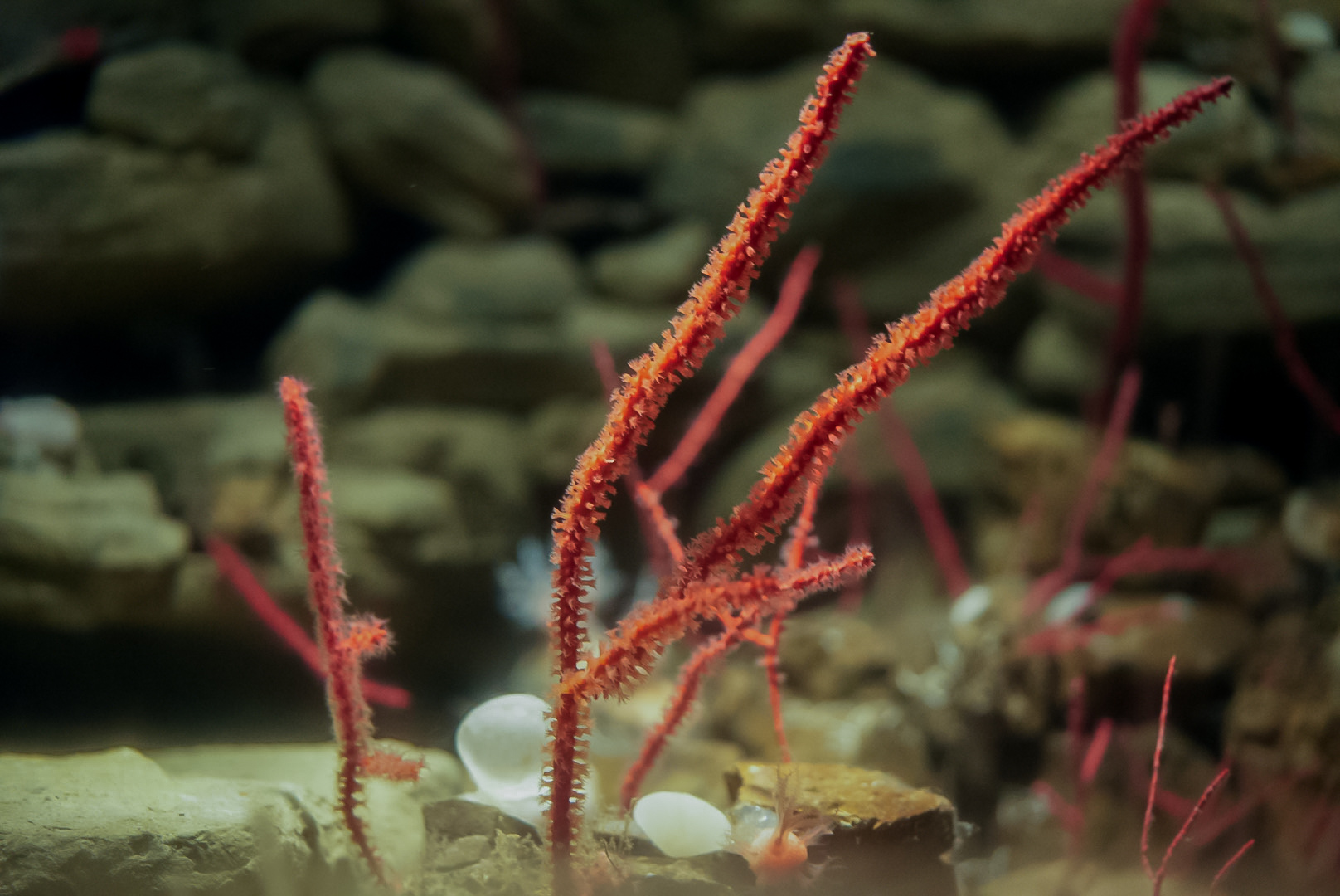 Red Rope Corals