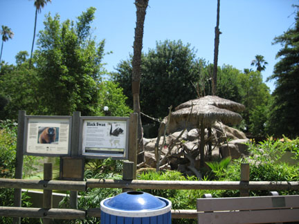 red ruff lemur and black swan exhibit