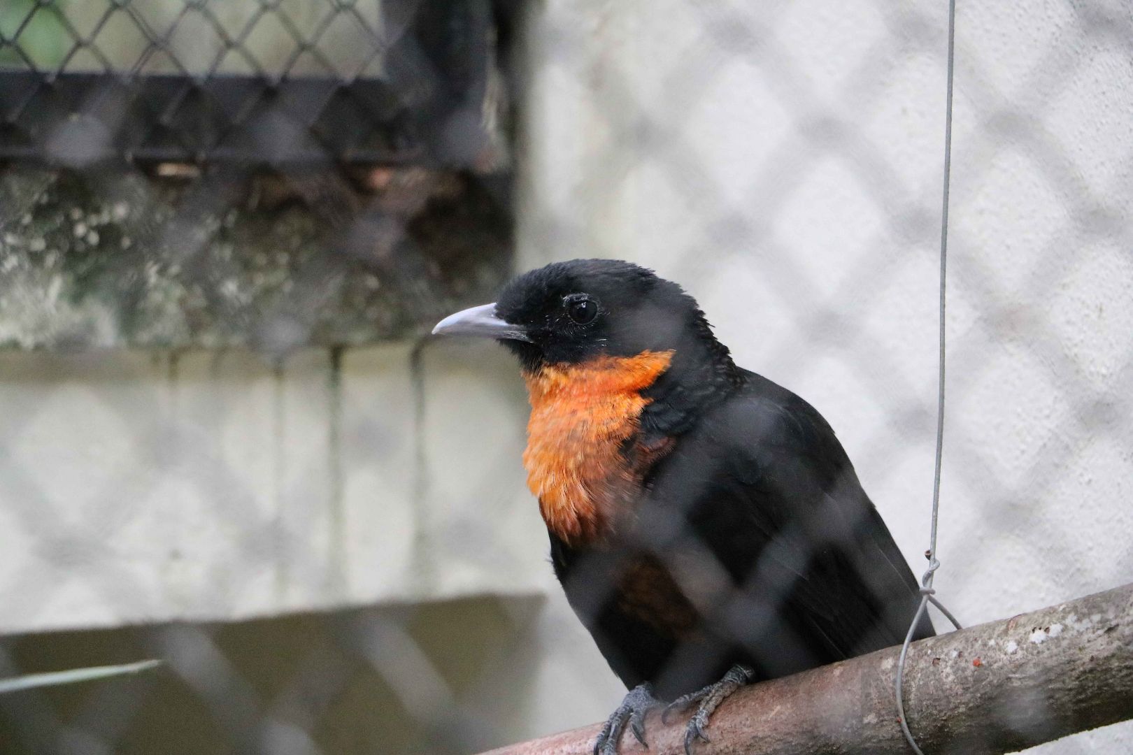 Red-ruffed fruitcrow, April 2016