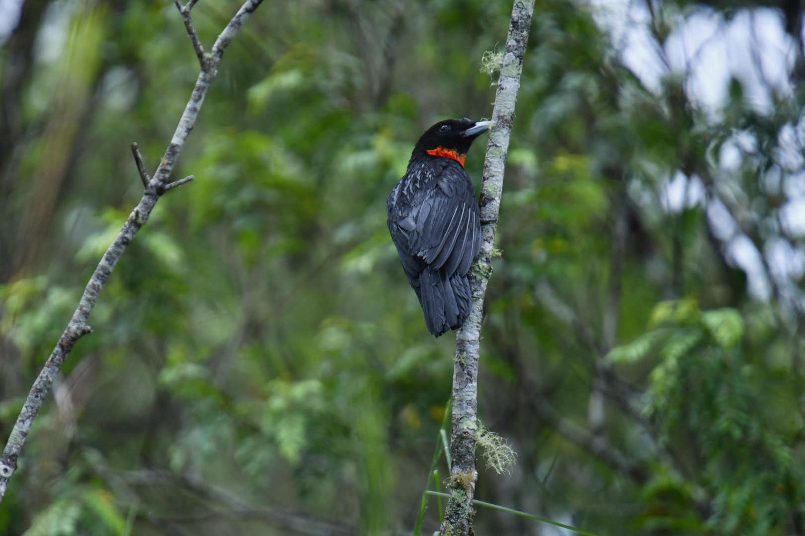 Red-ruffed Fruitcrow (Pyroderus scutatus)