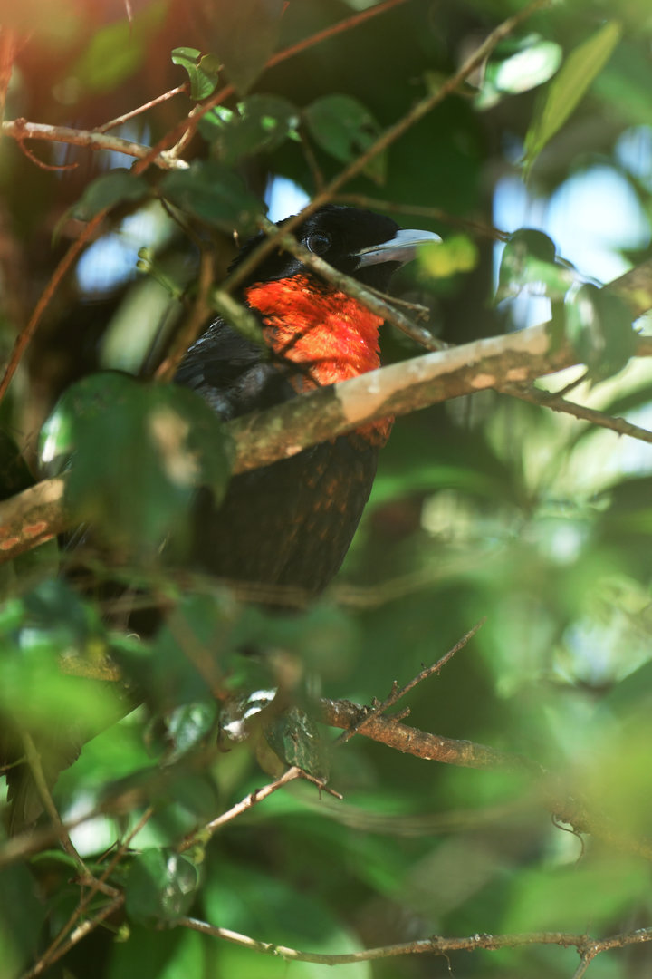 Red-ruffed Fruitcrow Pyroderus scutatus
